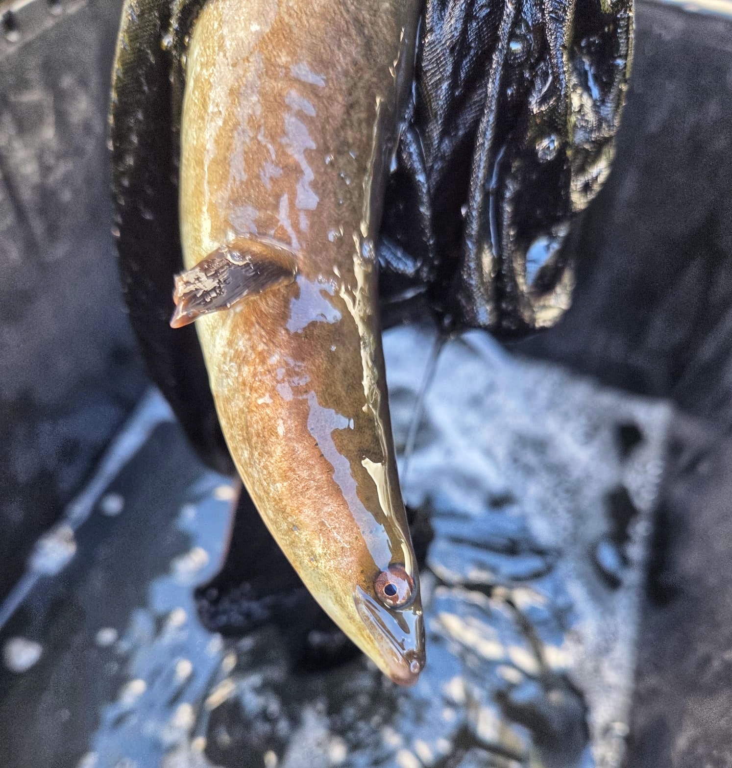 A European eel from Llangorse Lake