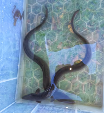 Two eels in a water-tank ready for safe return into the lake