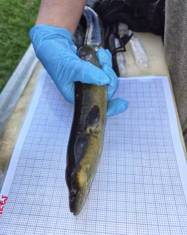 An eel being carefully measured by an NRW officer