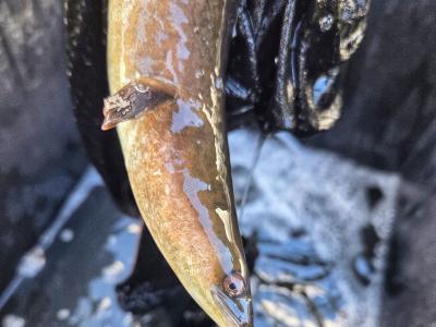 A European eel from Llangorse Lake